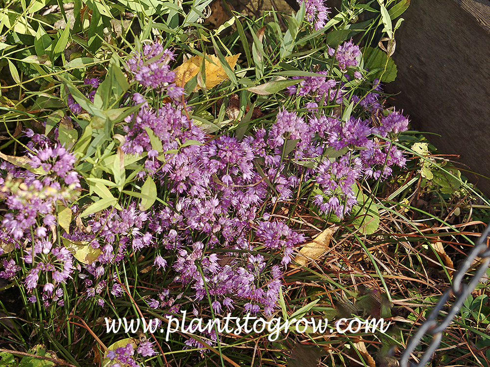 Ozawa Allium (Allium thunbergii)
(October 5)
